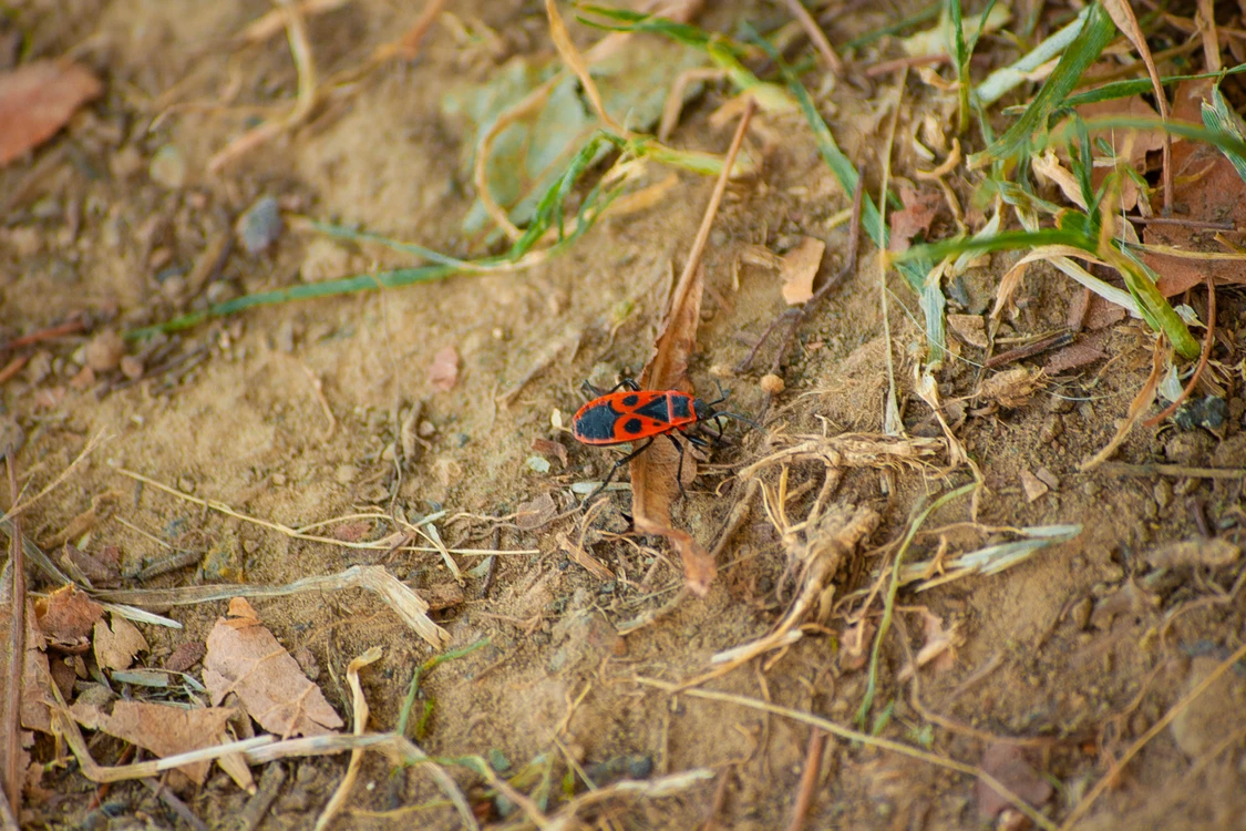 Small Worlds, Wild Lives